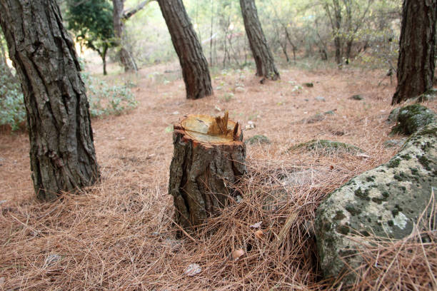 Reliable Brightwaters, NY Tree Care Solutions